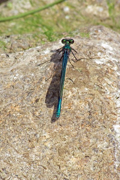 Blauw-groene libelle in Narew park, Polen 2012