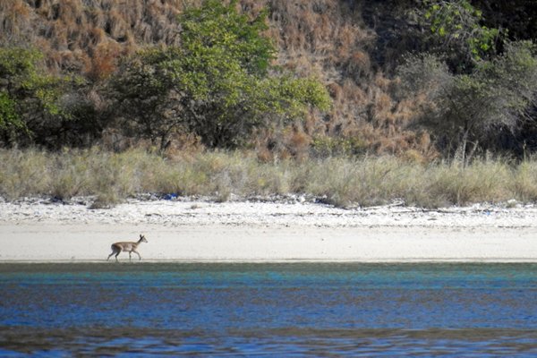 Timor deer op het strand van Komodo, Indonesië 2016