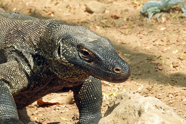 Komodovaraan, Komodo, Indonesië 2016