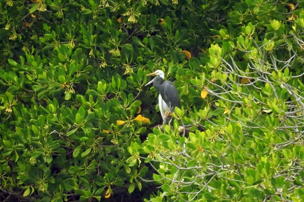 Grijze en witte reiger in mangrove, Komodo, Indonesië 2016