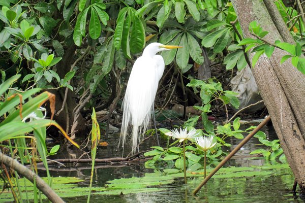 Great egret (grote zilverreiger) op Rio Dulce rivier, Guatemala 2014