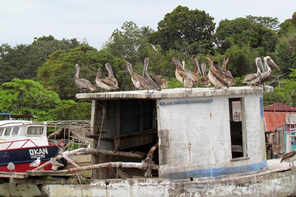 Rustende bruine pelikanen in Livingston, Guatemala 2014