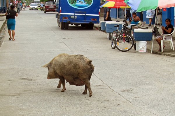 Varken in de hoofdstraat van Livingston, Guatemala 2014