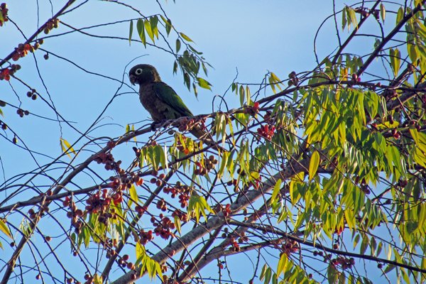 Kleine papegaai-achtige in Rio Dulce, Guatemala 2014