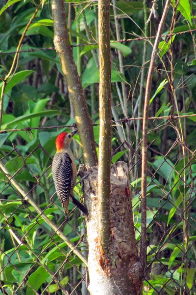 Golden-fronted woodpecker (goudvoorhoofdspecht), Rio Dulce, Guatemala 2014