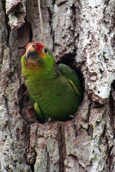 Red-lored parrot (geelwangamazone), Tikal, Guatemala 2014