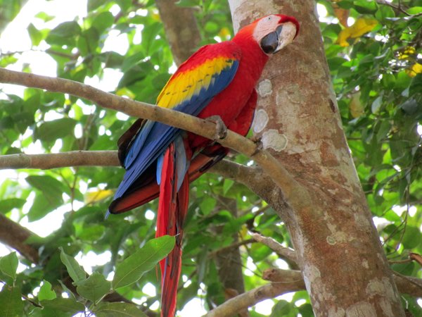 Geelvleugelara, Copán, Honduras 2014