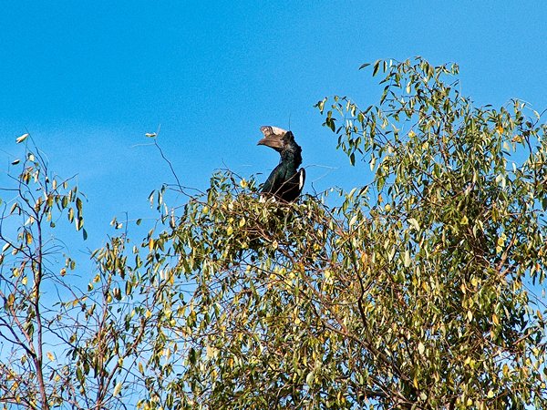 Black and white casqued hornbill, Oeganda 2005