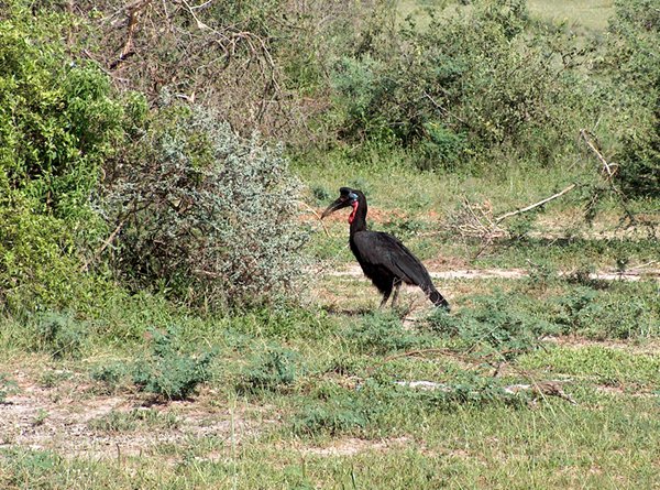 Abyssinian ground hornbill, Murchison Falls, Oeganda 2005