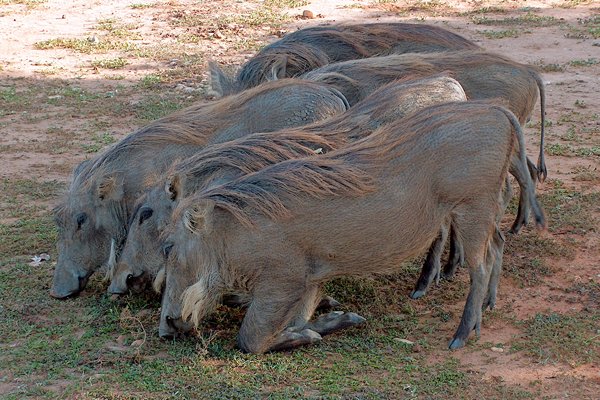 Grazende wrattenzwijnen op camping bij Murchison Falls, Oeganda 2005