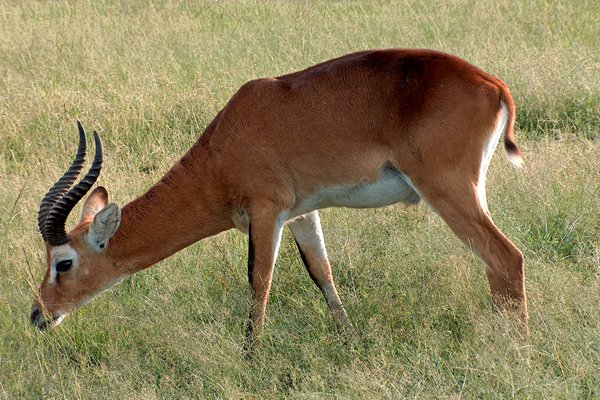 Uganda kob, Queen Elisabeth NP, Oeganda 2005