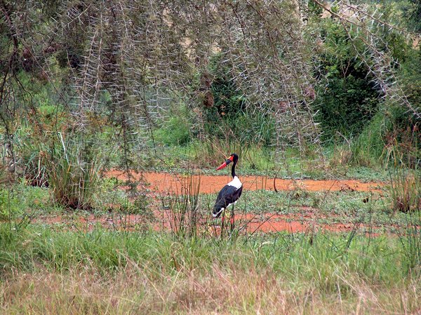 Saddle-billed stork, Queen Elisabeth NP, Oeganda 2005