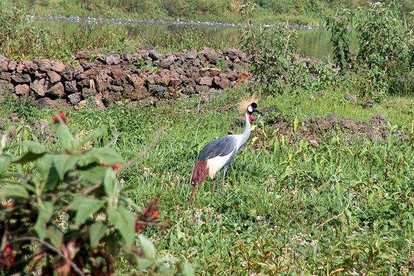 Grey crowned crane, omgeving Lake Chahafi, Oeganda 2005