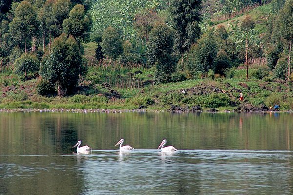 Eensgezinde pelikanen op Lake Chahafi, Oeganda 2005