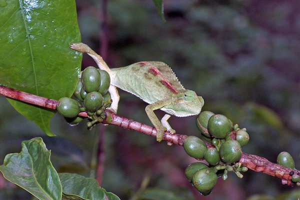 Kameleon in Kisoro, Oeganda 2005