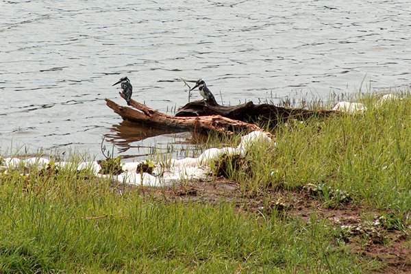 Pied kingfishers in het Akagera Park, Rwanda 2005