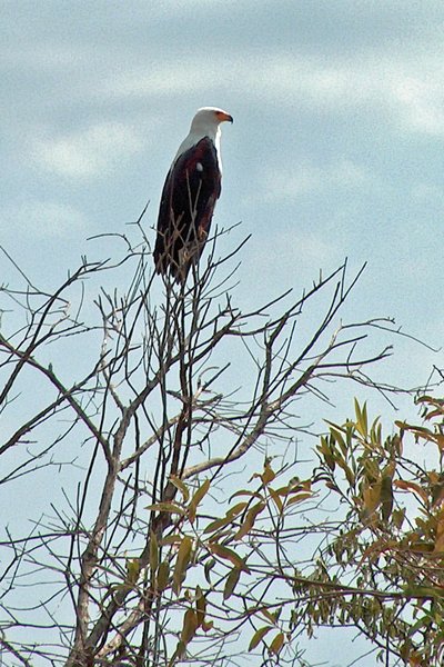 African Fish Eagle, Akagera Park, Rwanda 2005