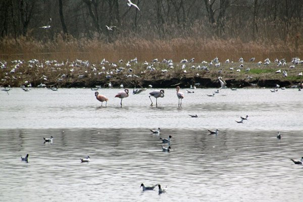 Flamingo