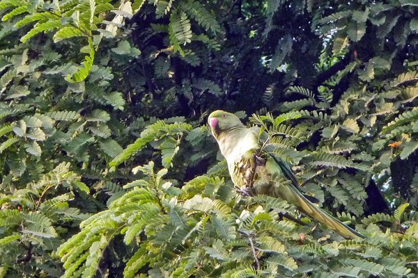 Rose-ringed parakeet, Delhi, India 2009