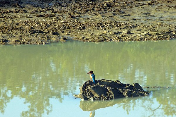 IJsvogel in Kanha Park, India 2009