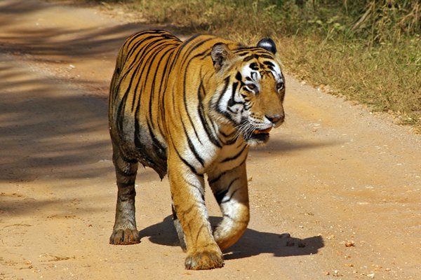 Tijger in Kanha, India 2009