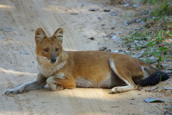 Wilde hond, Kanha, India 2009