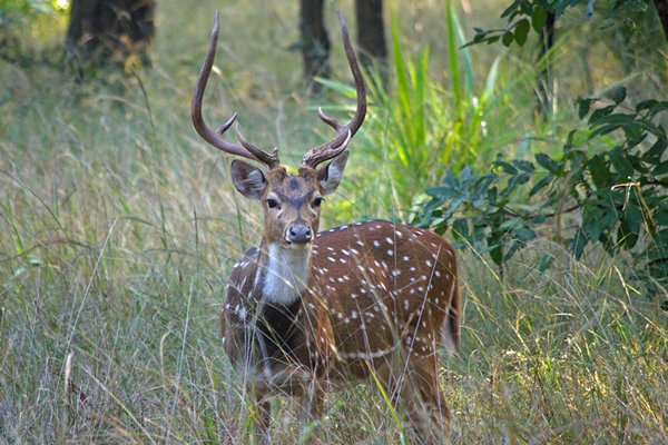 Spotted deer in Bandhavgarh, India 2009