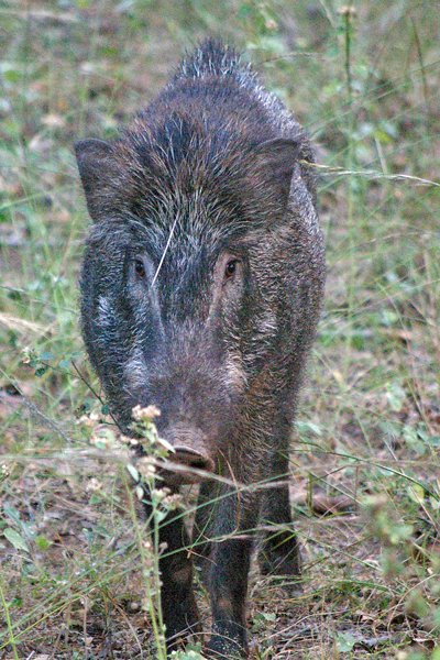 Wild zwijn in Bandhavgarh, India 2009