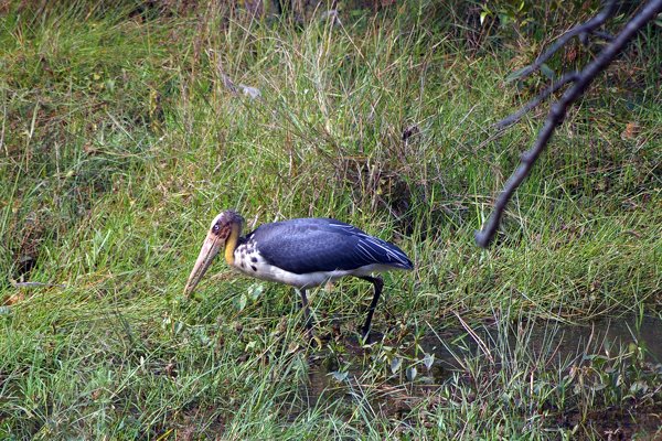 Lesser adjutant, Bandhavgarh, India 2009