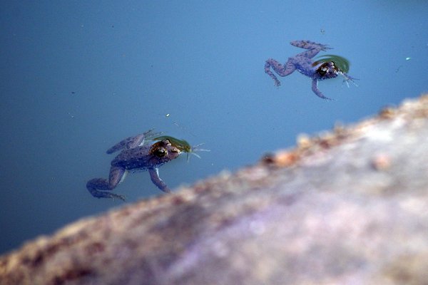 Kikkertjes in Bandhavgarh, India 2009