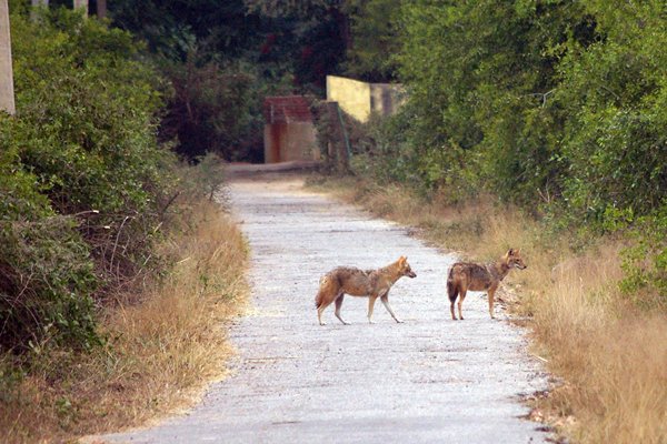 Jakhalzen in Bharatpur, India 2009