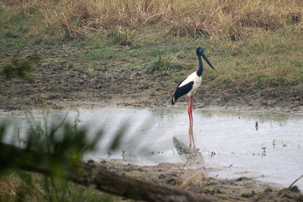 Blacknecked stork, Bharatpur, India 2009