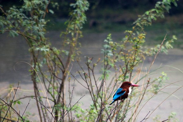 White breasted kingfisher, Bharatpur, India 2009