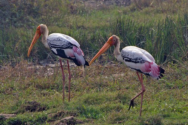 Painted stork, Bharatpur, India 2009