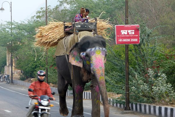 Versierde transport-olifant, Jaipur, India 2009