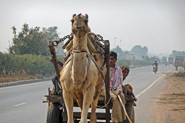 Kamelenkar op de snelweg naar Corbett Park, India 2009