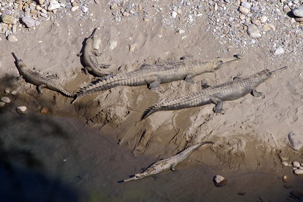 Gangesgavialen, Corbett Park, India 2009