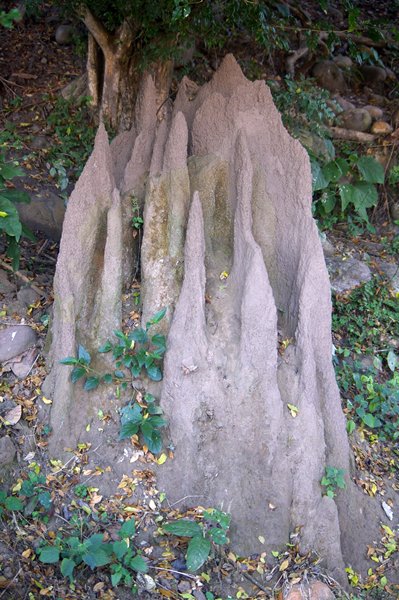 Termietenheuvel in Corbett Park, India 2009