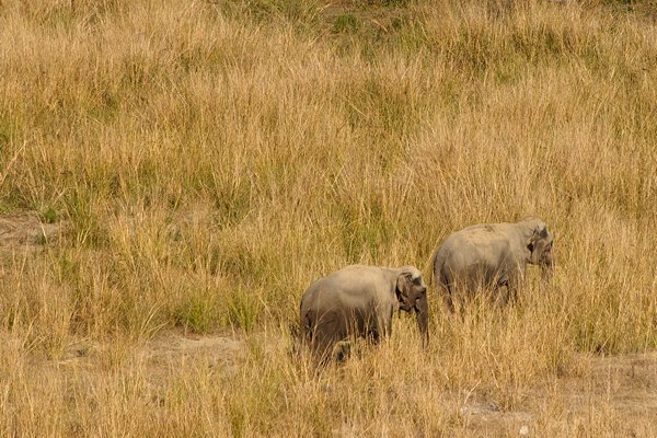 Wilde olifanten in Corbett Park, India 2009