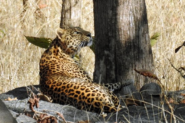 Luipaard in Pench NP (India) 2019