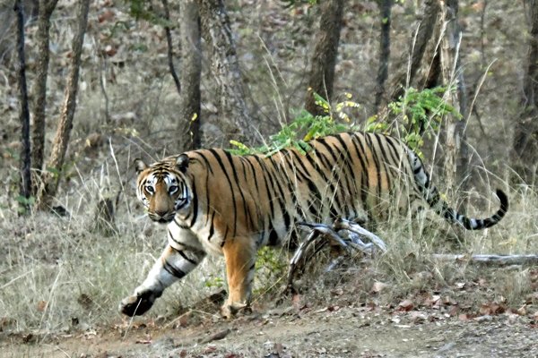 Tijger in Satpura NP (India) 2019