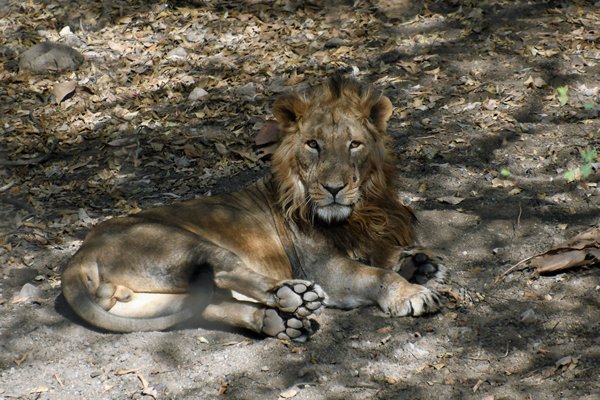 Aziatische leeuw man in Gir NP (India) 2019