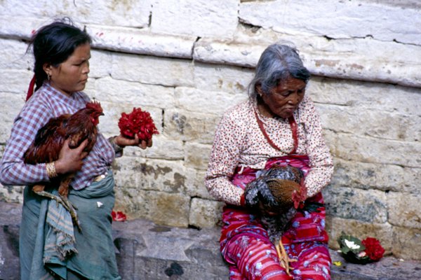 Hanen als offerdieren, omgeving Kirtipur, Nepal 1986