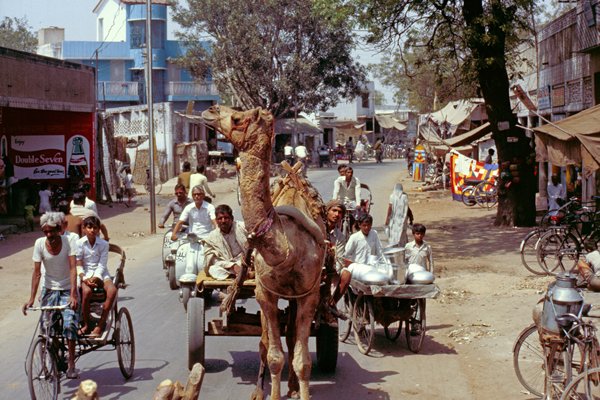 Kameel in het straatbeeld van Agra, India 1986