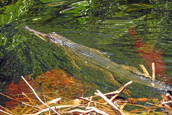 Gaviaalkrokodil, Tanjung Puting NP, Kalimantan 2016