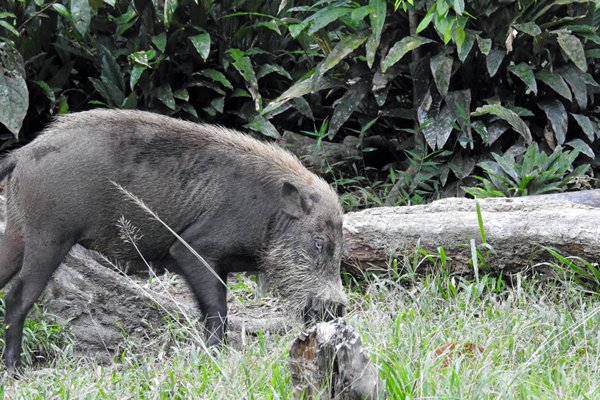 Varken zoekt de bananenschillen van de orang oetans, Camp Leakey, Kalimantan 2016