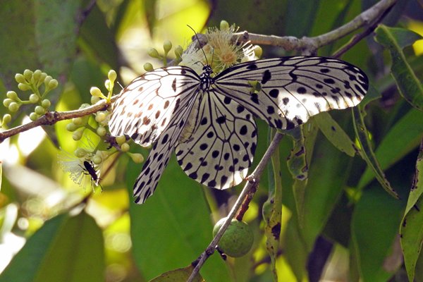 Paper Kite, Tanjung Puting NP, Kalimantan 2016