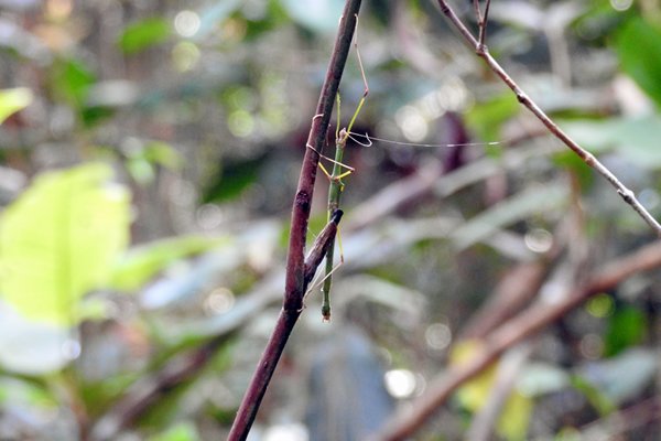 Flying stick in Tanjung Puting NP, Kalimantan 2016