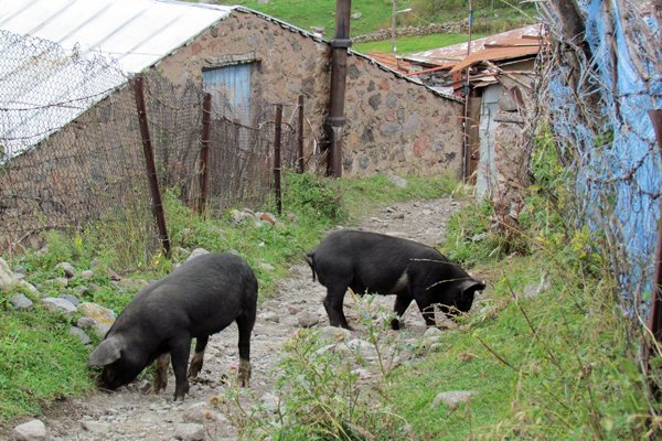 Varkens in het dorp Gergeti, Georgië 2013