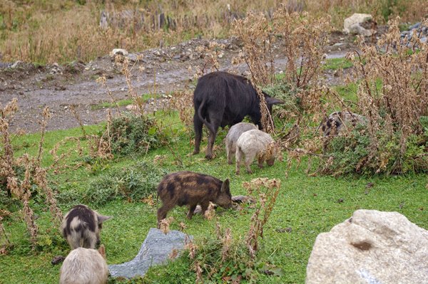 Tevreden varkens in Ushguli, Georgië 2013